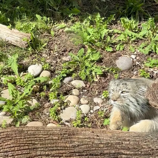 A photograph of a Pallas's cat in Utah's Hogle Zoo