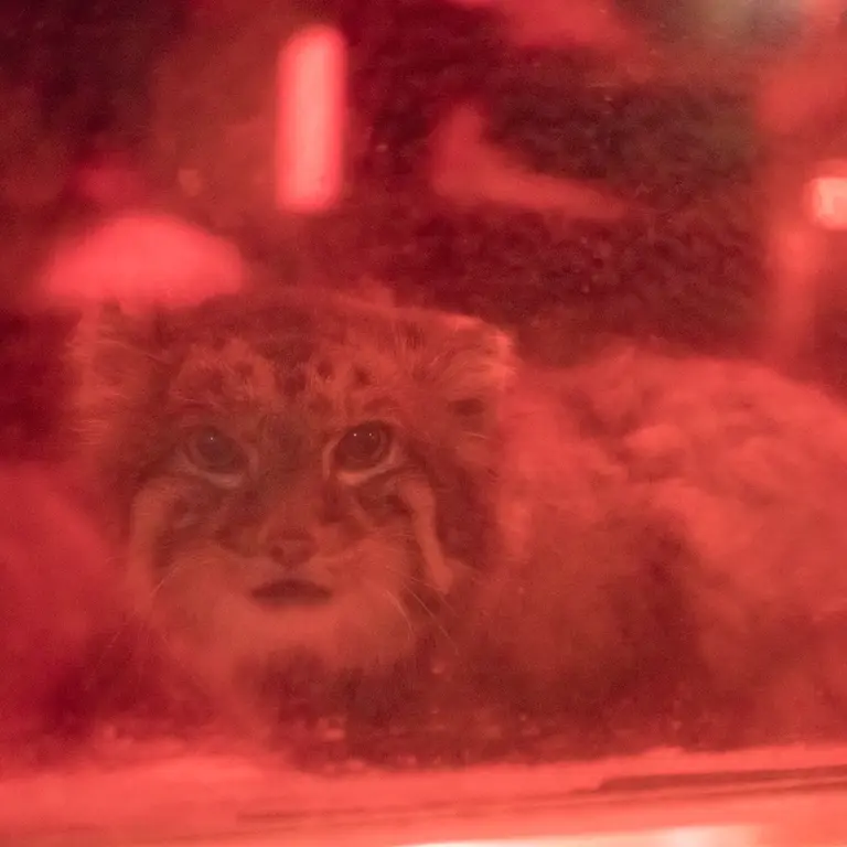 A photograph of Naim in Ueno Zoological Gardens