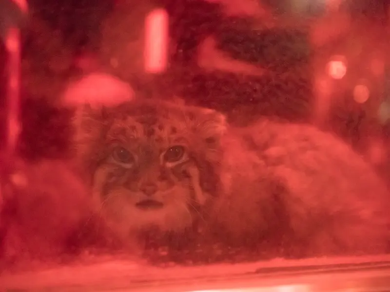 A photograph of Naim in Ueno Zoological Gardens