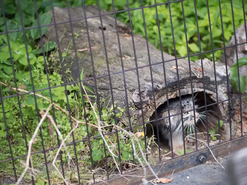 A photograph of Hide in Asahiyama Zoo
