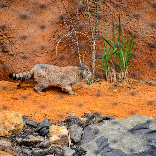 A photograph of Spay in Prague Zoo