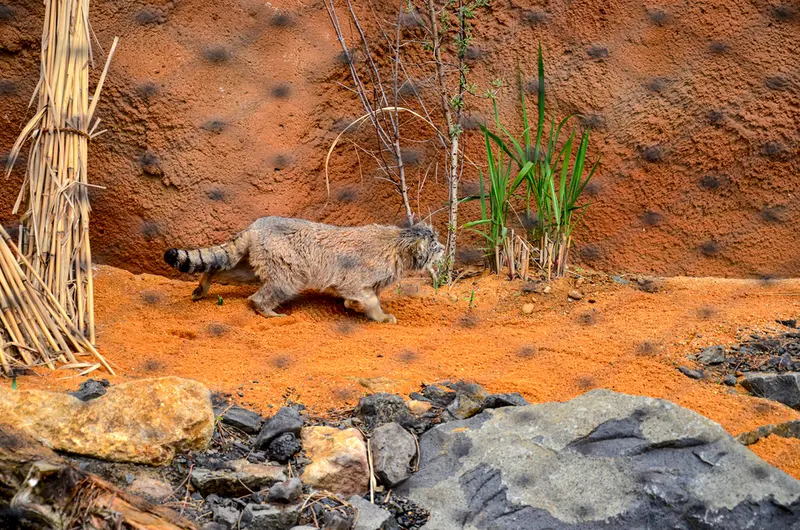A photograph of Spay in Prague Zoo