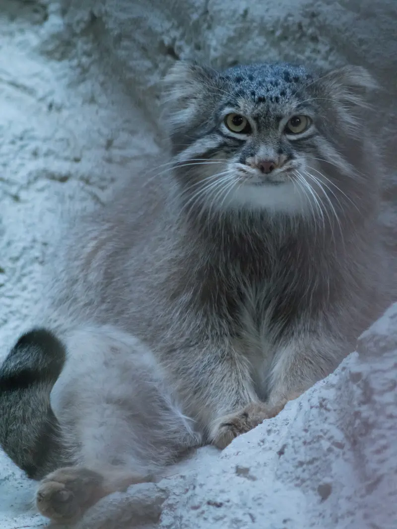 A photograph of Figa in Nogeyama Zoo