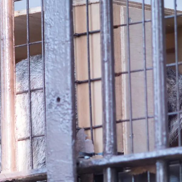 A photograph of Figa in Nogeyama Zoo