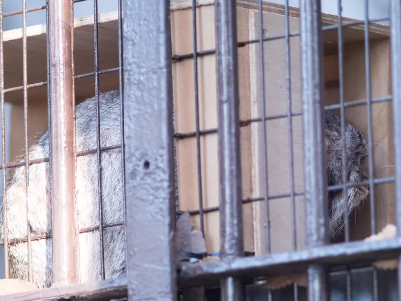 A photograph of Figa in Nogeyama Zoo