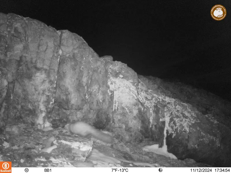 A photograph of Beech marten from Aktas-Kunkora camera trap