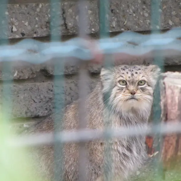 A photograph of Manuela in Magdeburg Zoo