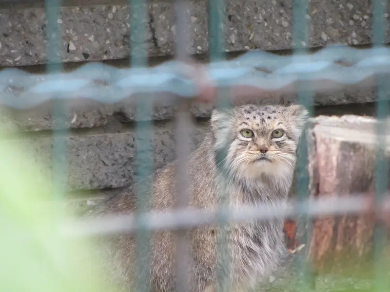 A photograph of Manuela in Magdeburg Zoo