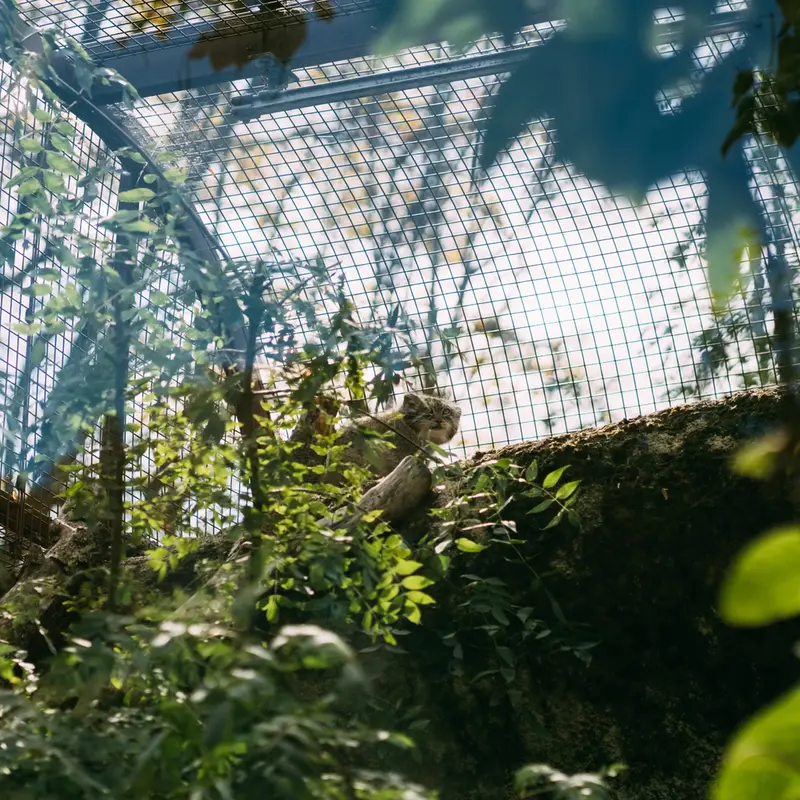 A photograph of Qolli-Olli in Ménagerie du Jardin des plantes