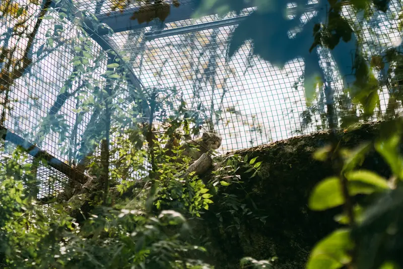 A photograph of Qolli-Olli in Ménagerie du Jardin des plantes