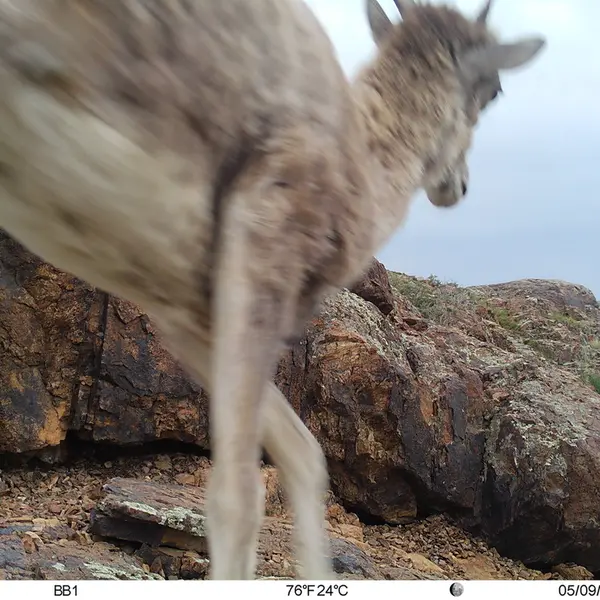 A photograph of Argali from Aktas-Kunkora camera trap