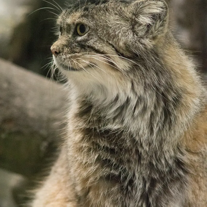 A photograph of Primula in Ueno Zoological Gardens