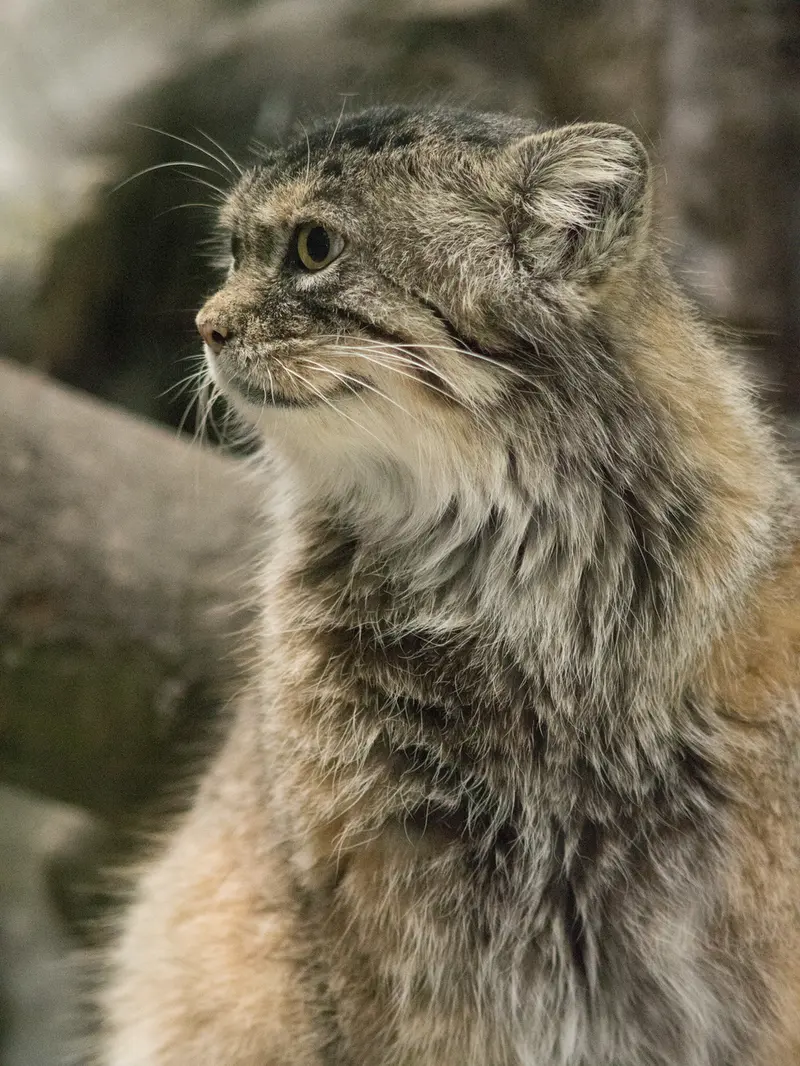 A photograph of Primula in Ueno Zoological Gardens