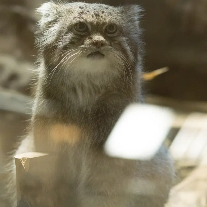 A photograph of Klyon in Ueno Zoological Gardens