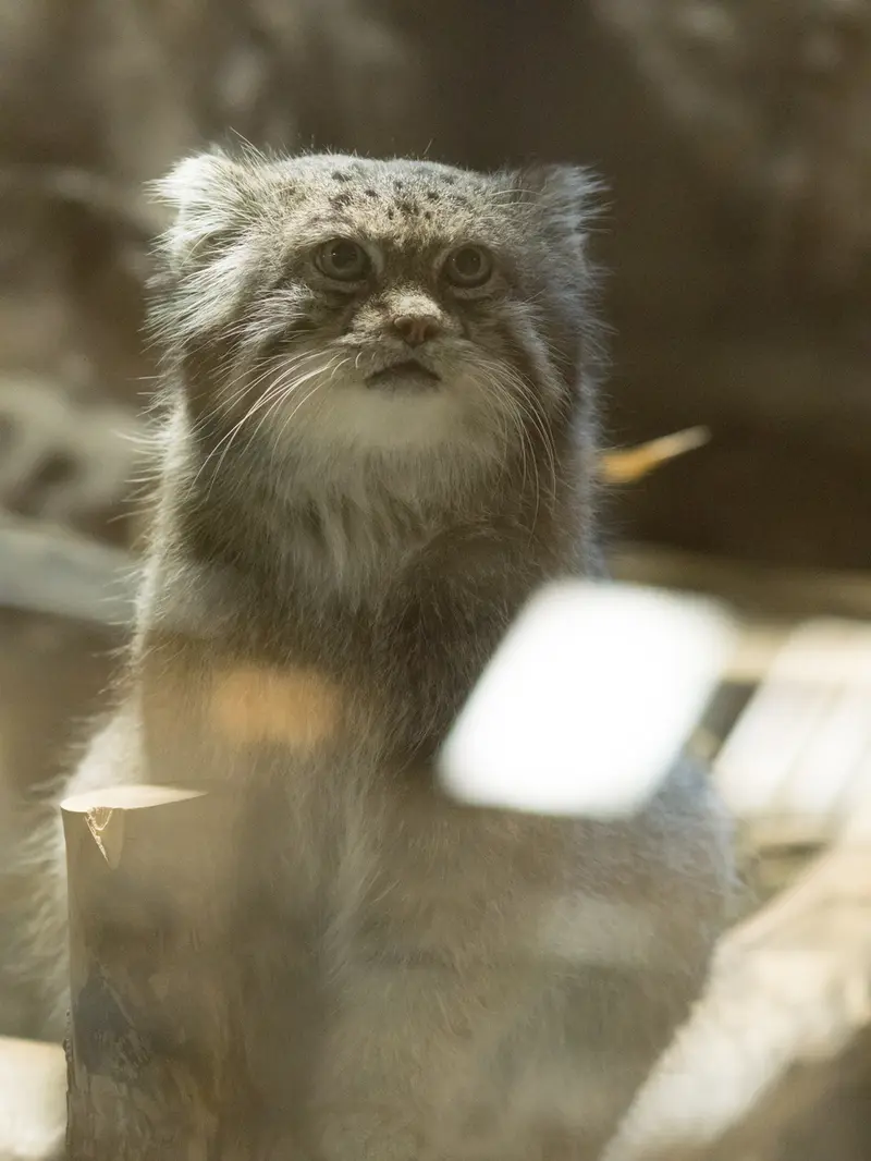 A photograph of Klyon in Ueno Zoological Gardens