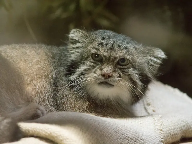 A photograph of Klyon in Ueno Zoological Gardens