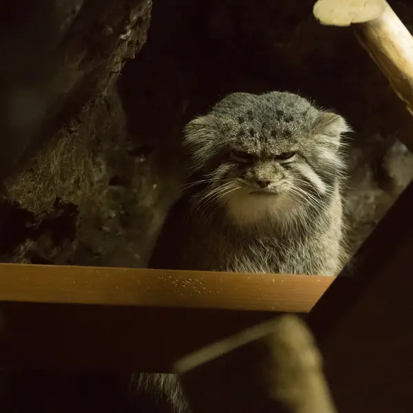 A photograph of Klyon in Ueno Zoological Gardens