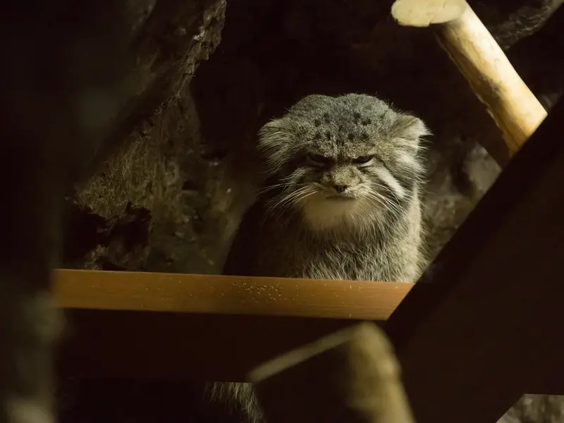 A photograph of Klyon in Ueno Zoological Gardens