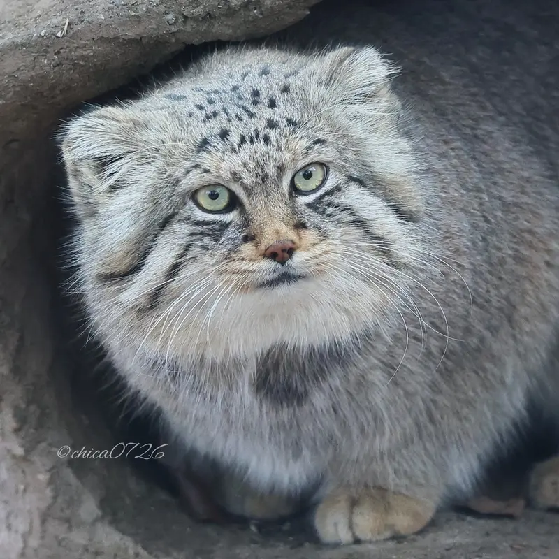 A photograph of Lotos in Saitama Children's Zoo