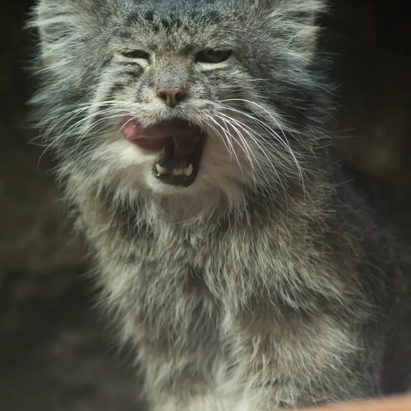 A photograph of Klyon in Ueno Zoological Gardens