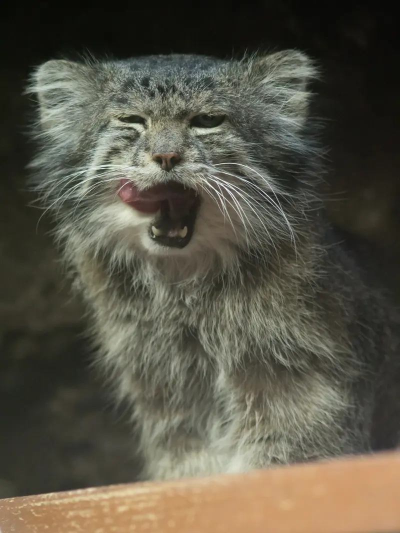 A photograph of Klyon in Ueno Zoological Gardens