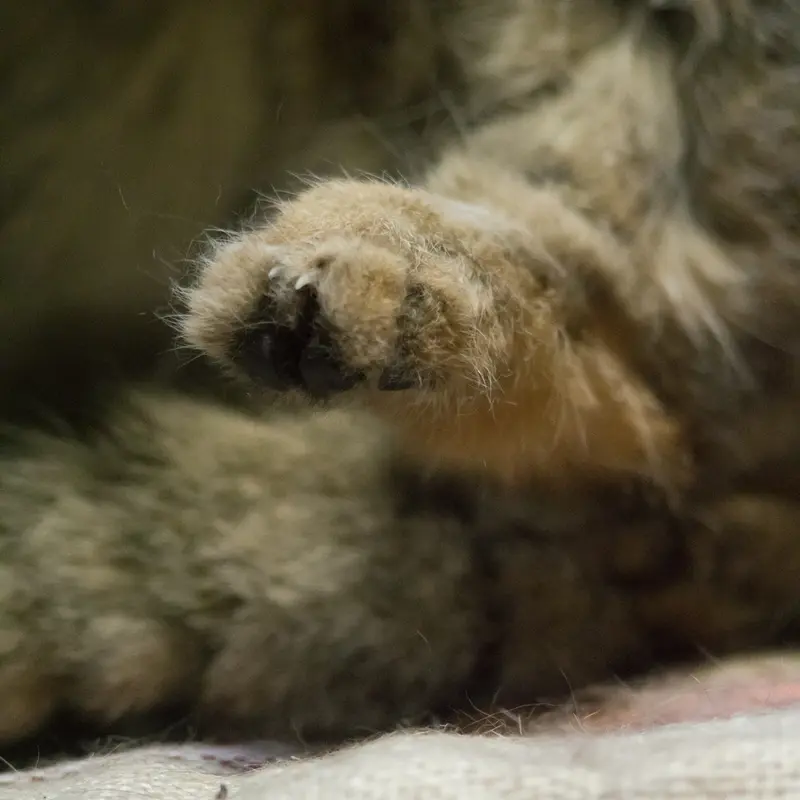 A photograph of Primula in Ueno Zoological Gardens