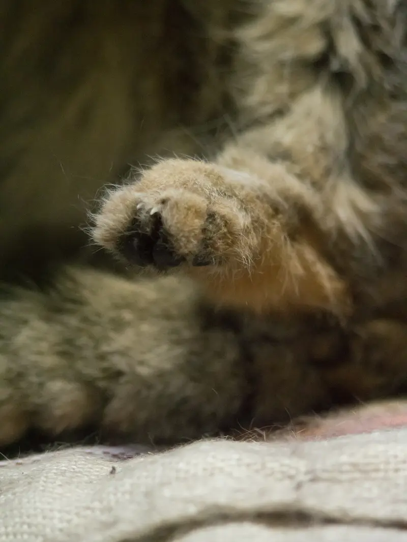 A photograph of Primula in Ueno Zoological Gardens