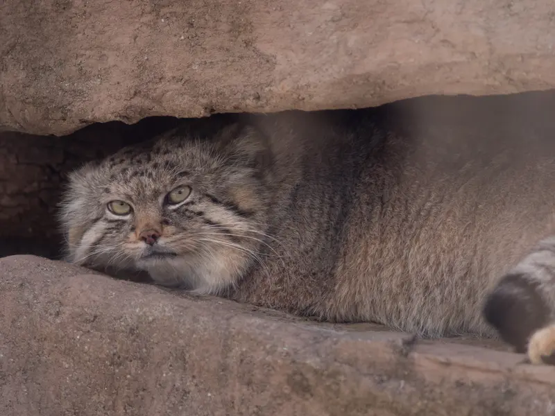 A photograph of Lotos in Saitama Children's Zoo