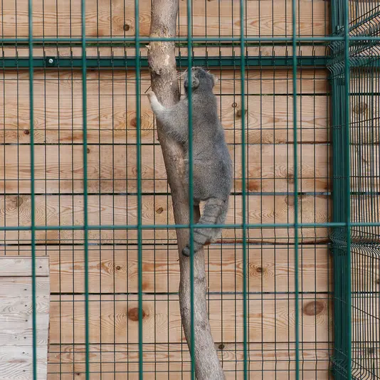 A photograph of Pepe in Barnaul zoo “Lesnaya skazka”