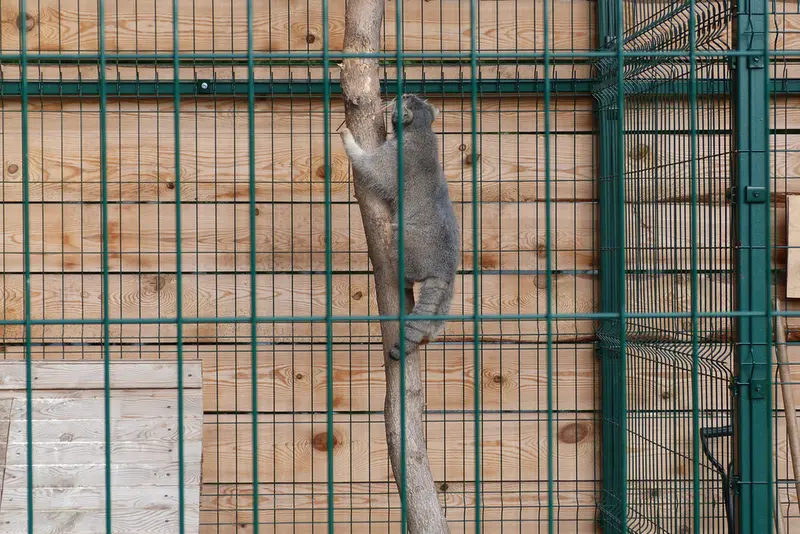 A photograph of Pepe in Barnaul zoo “Lesnaya skazka”