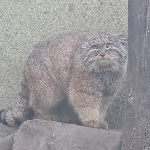 A photograph of Lucy in Budapest Zoo & Botanical Garden