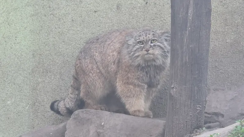 A photograph of Lucy in Budapest Zoo & Botanical Garden