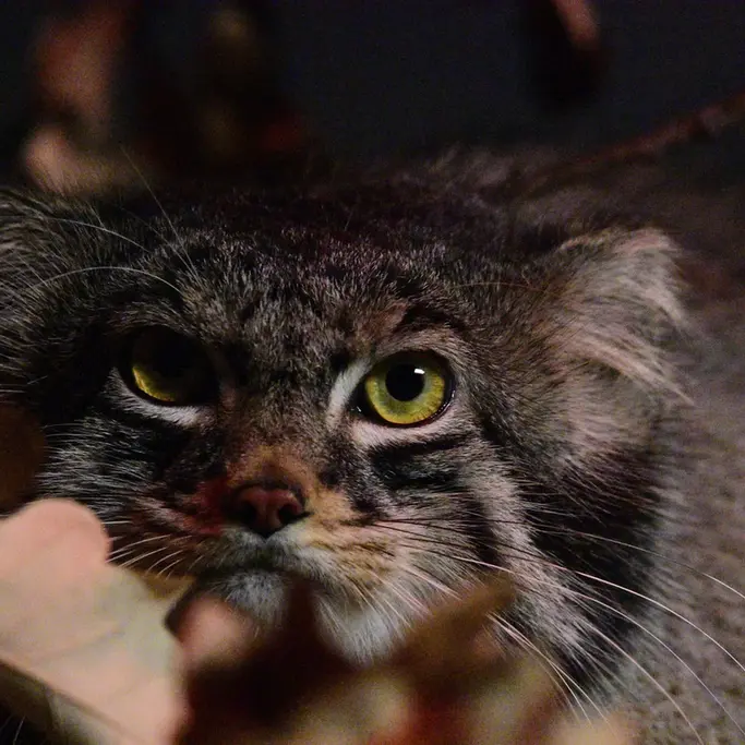 A photograph of Pabu in Lake Superior Zoo
