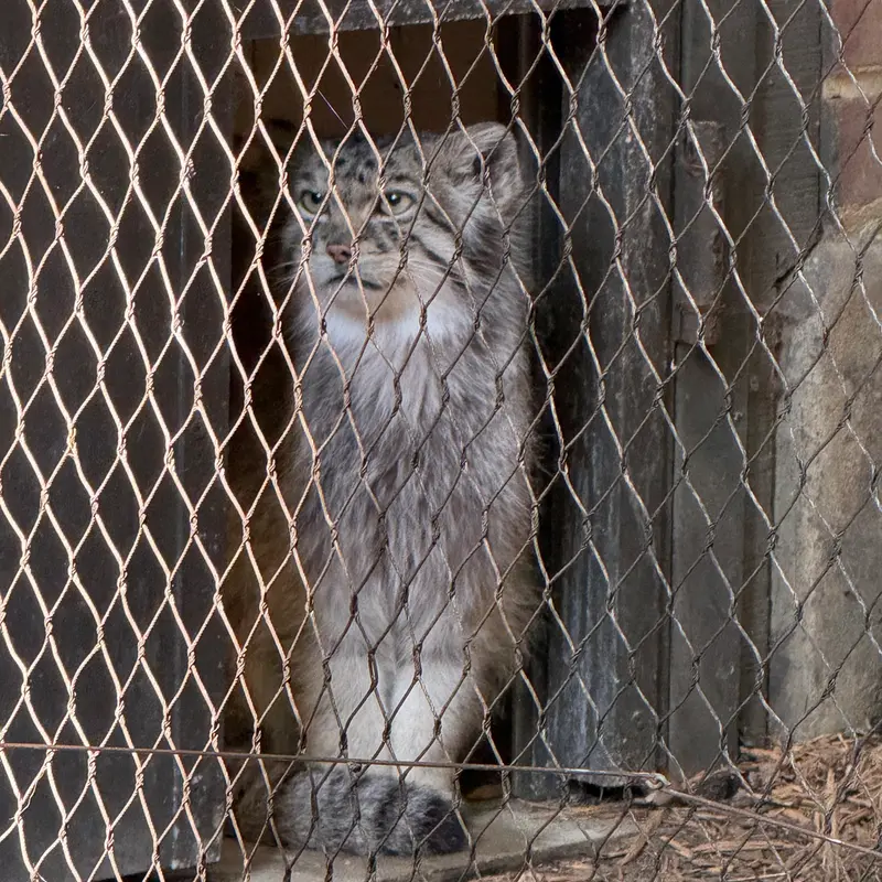 A photograph of Batu in Prospect Park Zoo