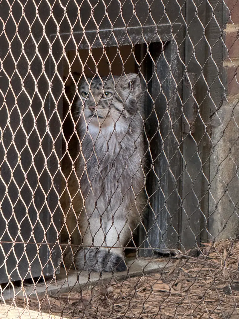 A photograph of Batu in Prospect Park Zoo