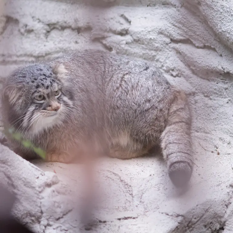 A photograph of Figa in Nogeyama Zoo