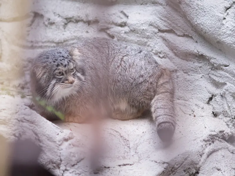 A photograph of Figa in Nogeyama Zoo