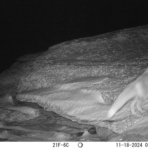A photograph of Red fox from Bektauata 1 camera trap