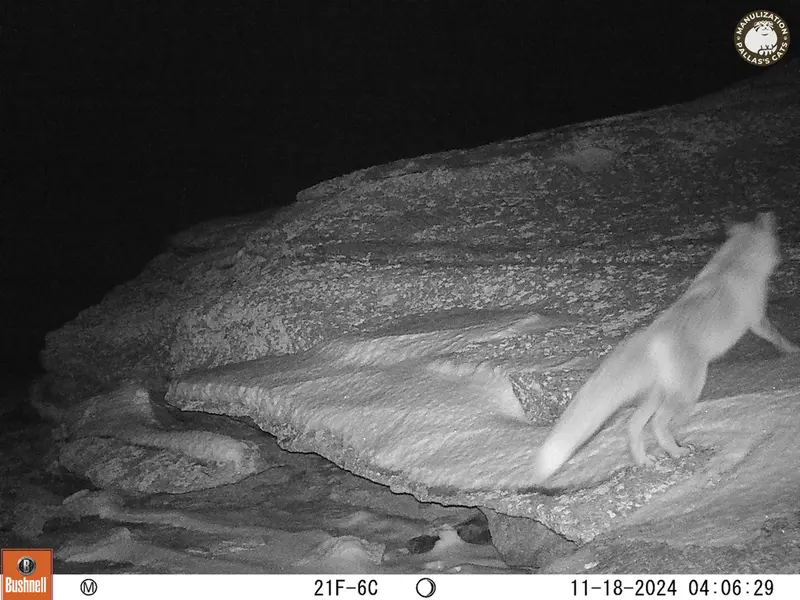 A photograph of Red fox from Bektauata 1 camera trap