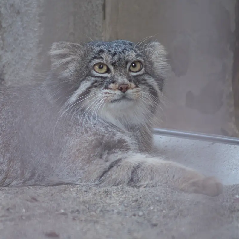 A photograph of Figa in Nogeyama Zoo