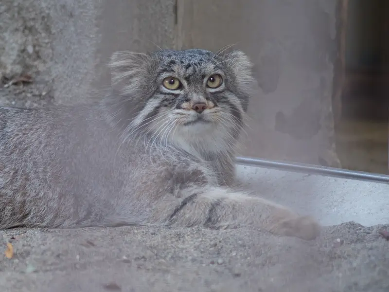 A photograph of Figa in Nogeyama Zoo