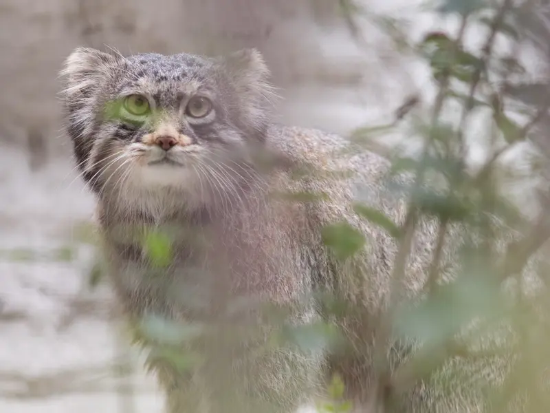 A photograph of Figa in Nogeyama Zoo