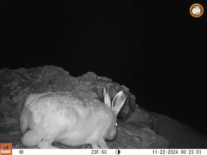 A photograph of Hare from Besshoky 1 camera trap