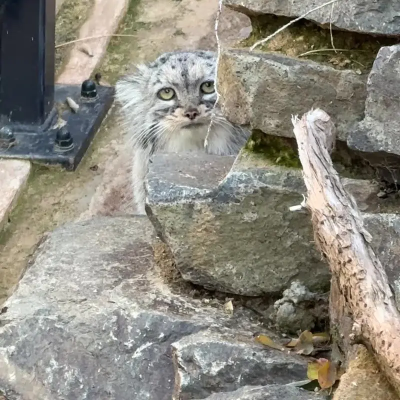 A photograph of a Pallas's cat in Prague Zoo