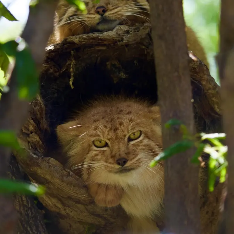 A photograph of Manó and Nanó in Yerevan Zoo