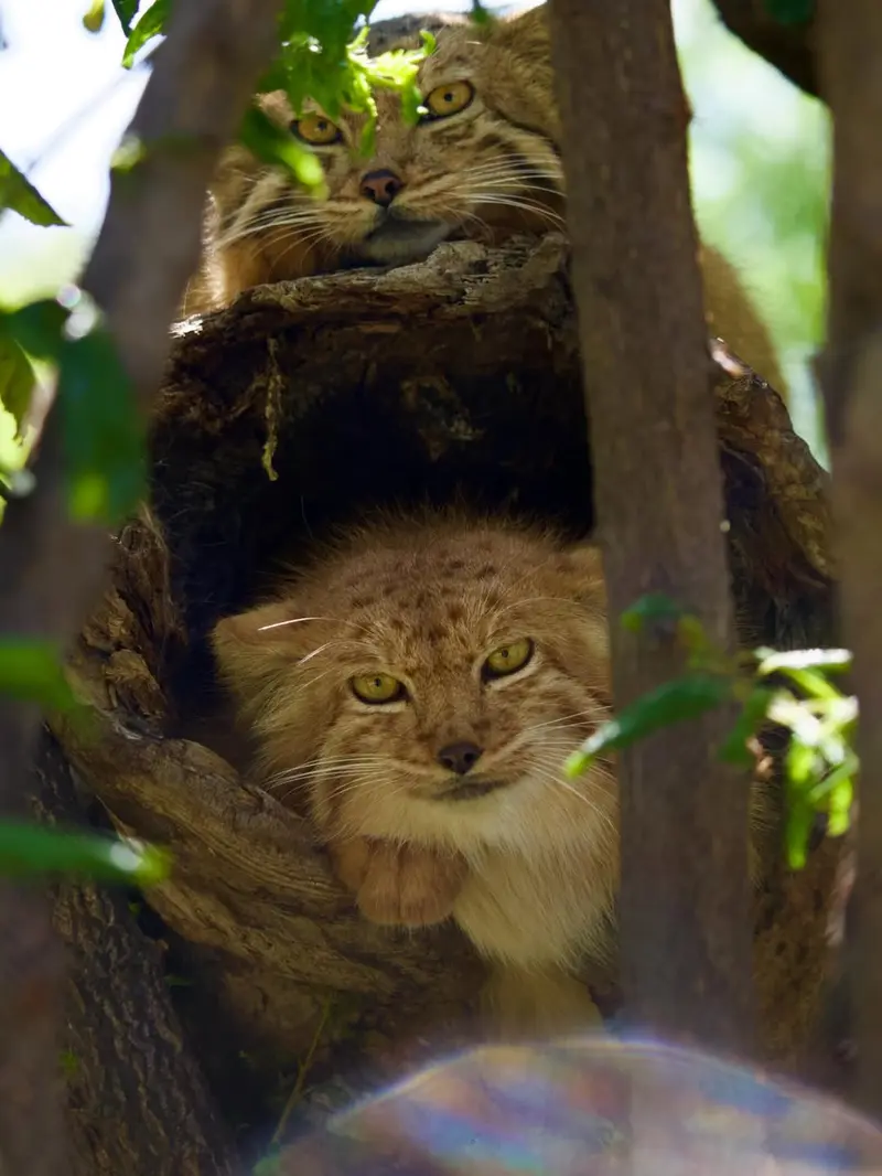 A photograph of Manó and Nanó in Yerevan Zoo