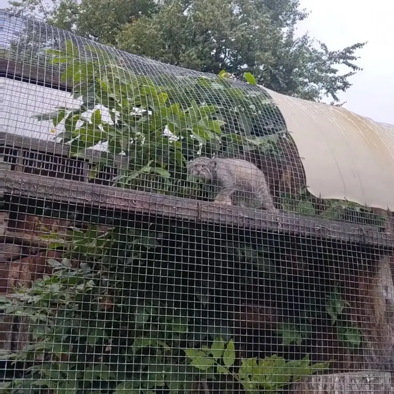 A photograph of a Pallas's cat in Leningrad zoo