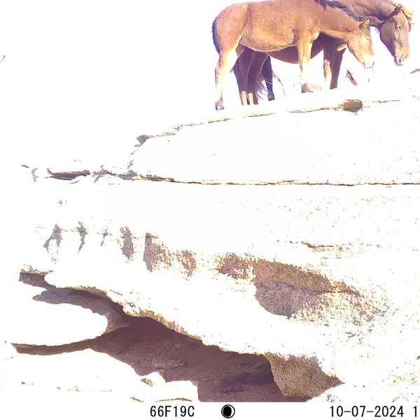 A photograph of Horse from Bektauata 1 camera trap