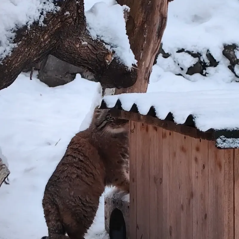 A photograph of a Pallas's cat in Novosibirsk Zoo