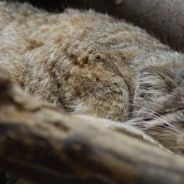 A photograph of a Pallas's cat in Ueno Zoological Gardens